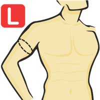 Circonférence du biceps